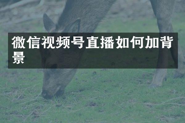 微信视频号直播如何加背景