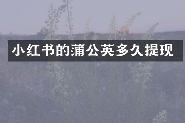 小红书的蒲公英多久提现