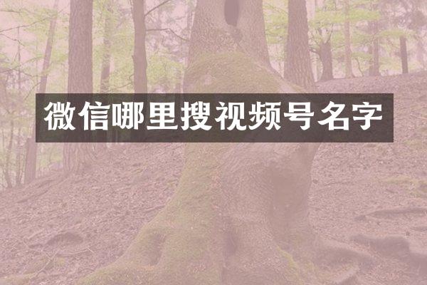 微信哪里搜视频号名字