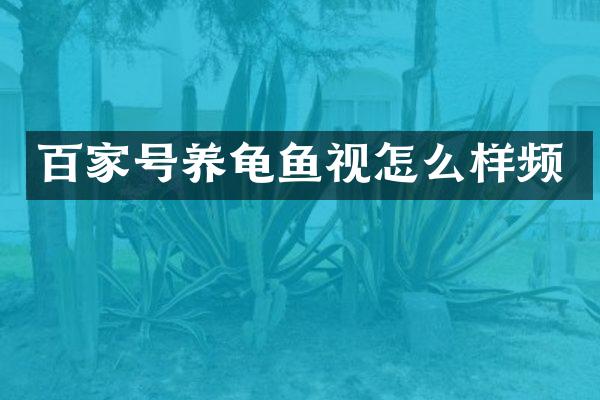 百家号养龟鱼视怎么样频