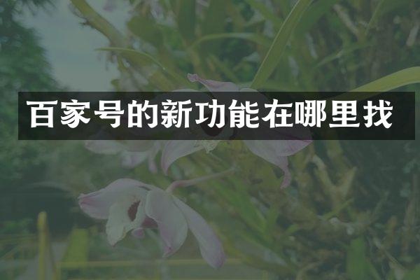 百家号的新功能在哪里找