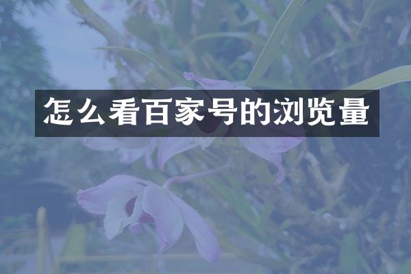 怎么看百家号的浏览量