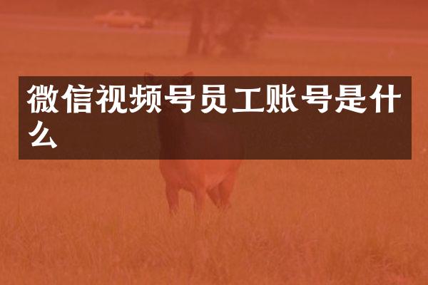 微信视频号员工账号是什么