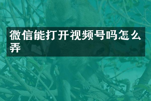 微信能打开视频号吗怎么弄