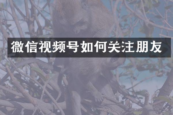 微信视频号如何关注朋友