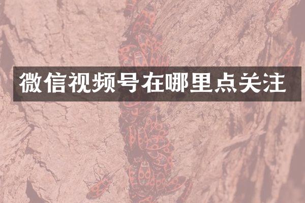 微信视频号在哪里点关注