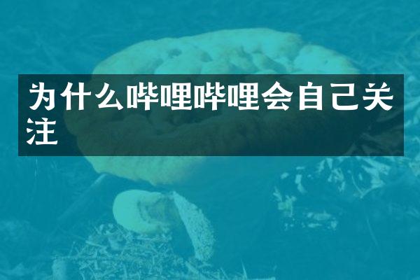 为什么哔哩哔哩会自己关注