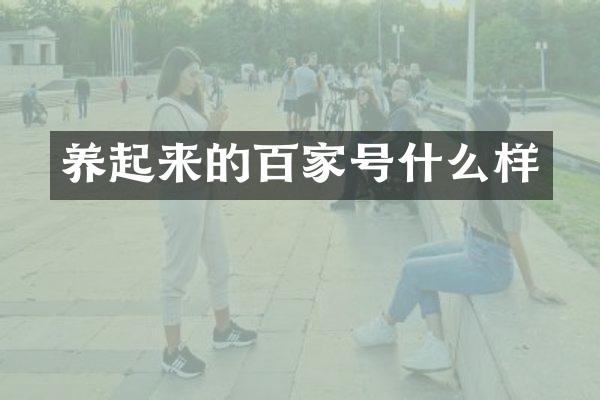 养起来的百家号什么样