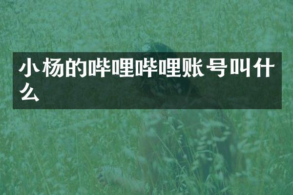 小杨的哔哩哔哩账号叫什么