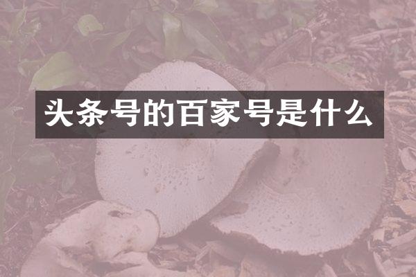 头条号的百家号是什么