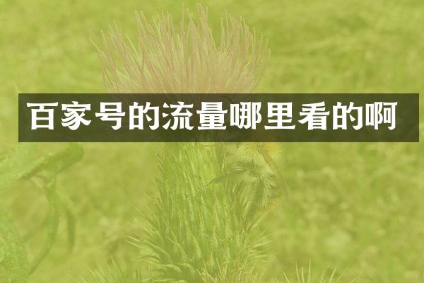 百家号的流量哪里看的啊
