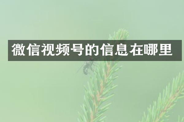 微信视频号的信息在哪里