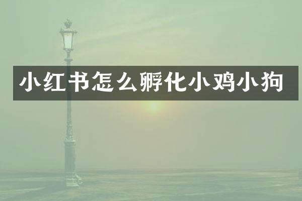 小红书怎么孵化小鸡小狗