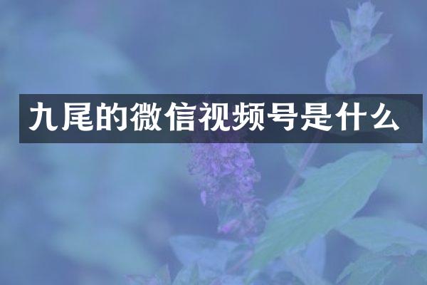 九尾的微信视频号是什么