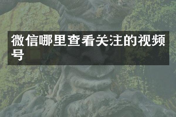 微信哪里查看关注的视频号
