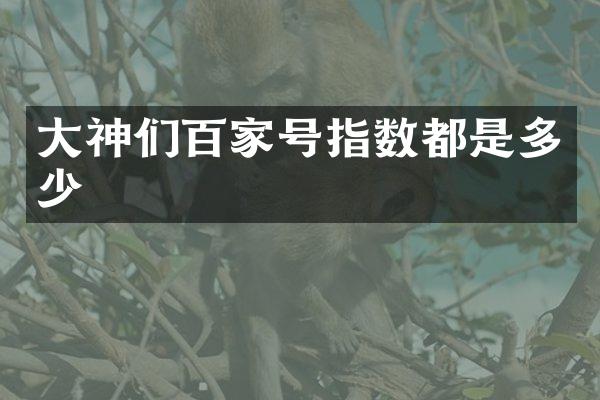 大神们百家号指数都是多少