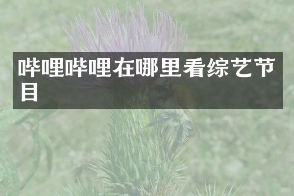 哔哩哔哩在哪里看综艺节目