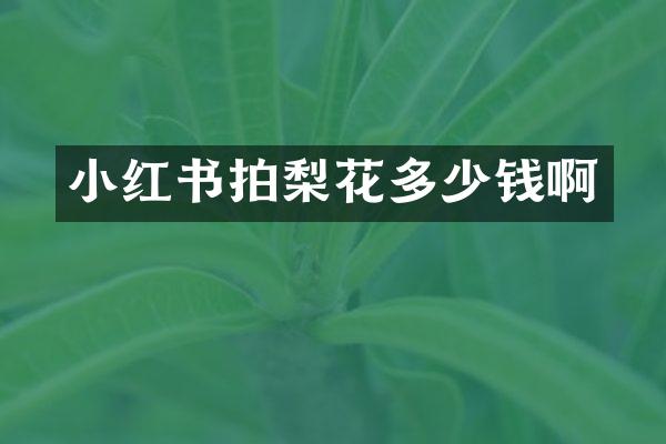 小红书拍梨花多少钱啊