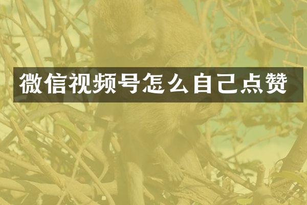 微信视频号怎么自己点赞