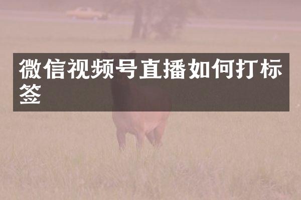 微信视频号直播如何打标签