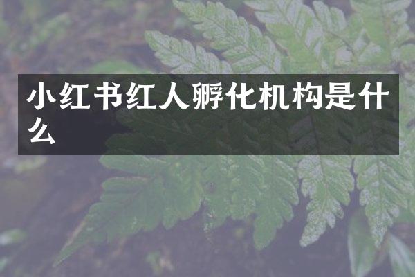 小红书红人孵化机构是什么