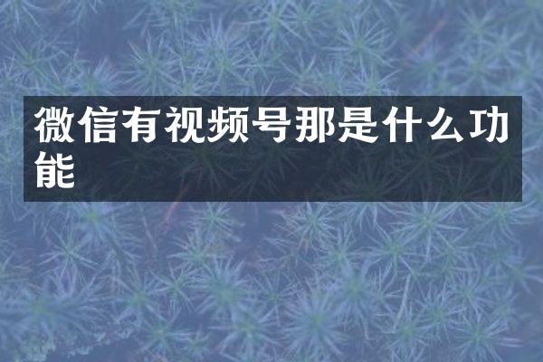 微信有视频号那是什么功能