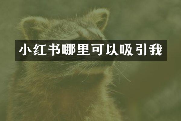 小红书哪里可以吸引我