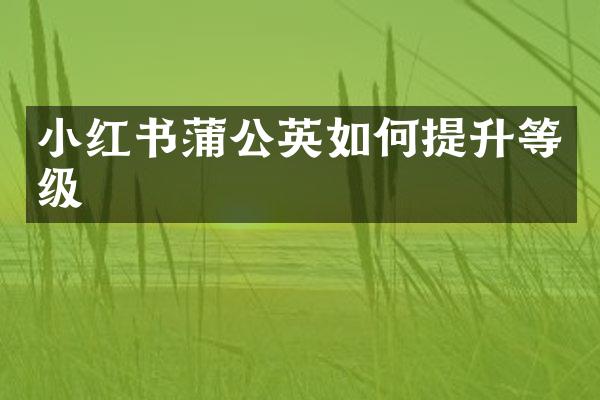 小红书蒲公英如何提升等级