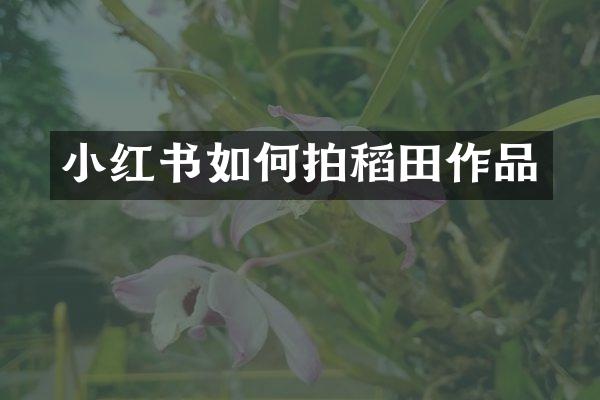 小红书如何拍稻田作品