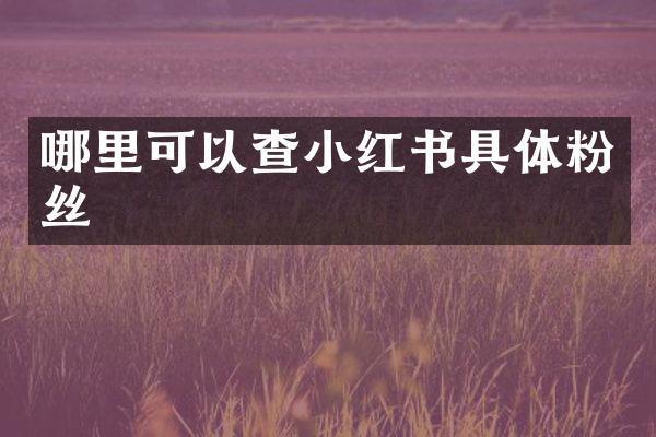 哪里可以查小红书具体粉丝