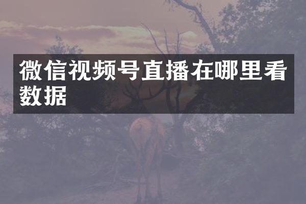 微信视频号直播在哪里看数据
