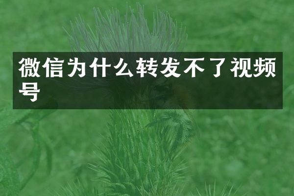 微信为什么转发不了视频号