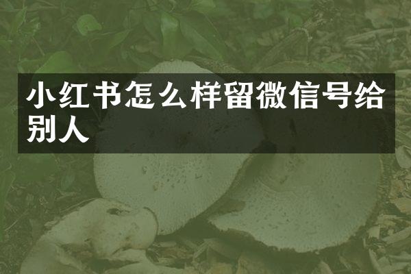 小红书怎么样留微信号给别人