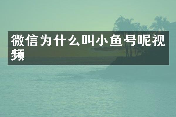 微信为什么叫小鱼号呢视频