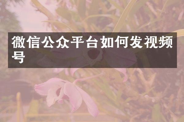 微信公众平台如何发视频号
