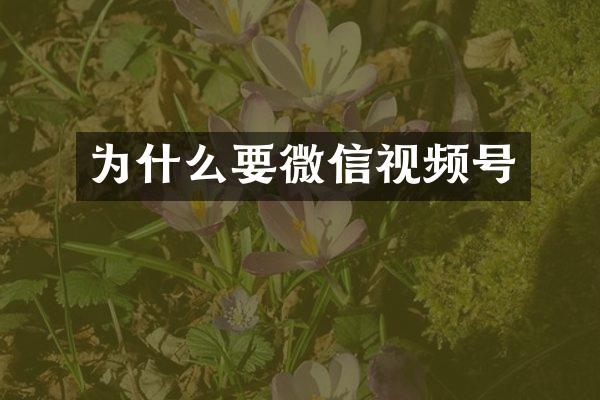 为什么要微信视频号