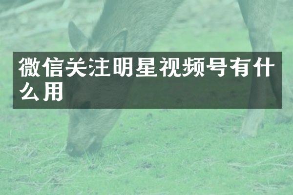 微信关注明星视频号有什么用
