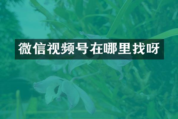 微信视频号在哪里找呀