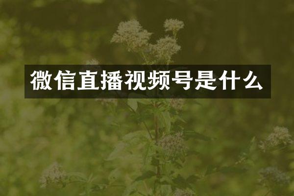 微信直播视频号是什么