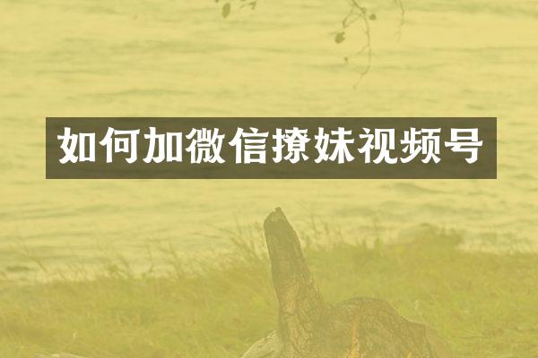 如何加微信撩妹视频号