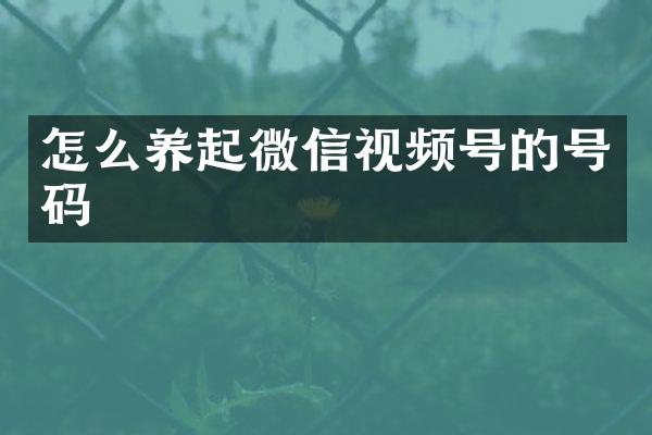 怎么养起微信视频号的号码