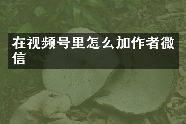 在视频号里怎么加作者微信