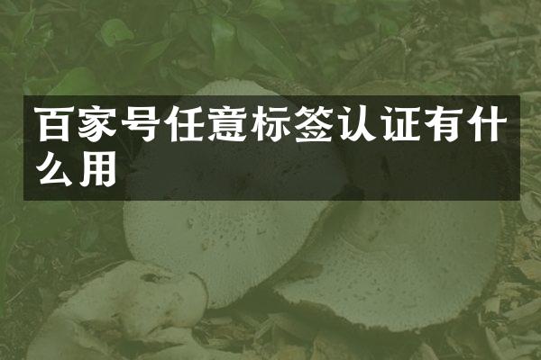 百家号任意标签认证有什么用