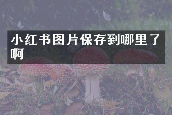 小红书图片保存到哪里了啊