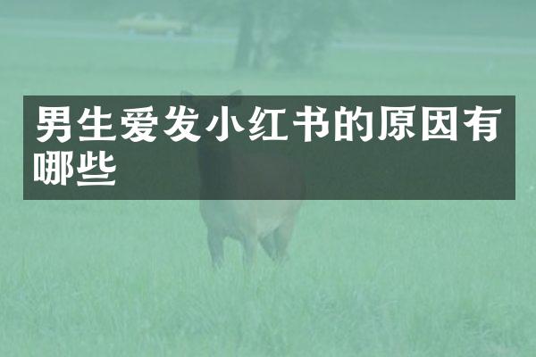 男生爱发小红书的原因有哪些