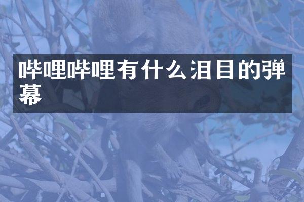哔哩哔哩有什么泪目的弹幕