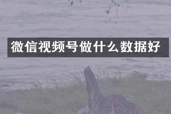 微信视频号做什么数据好