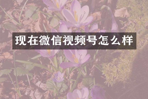 现在微信视频号怎么样