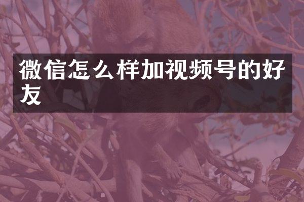 微信怎么样加视频号的好友
