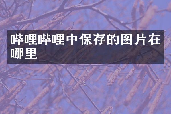 哔哩哔哩中保存的图片在哪里